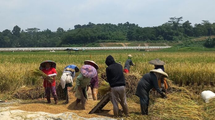 Para petani memanen padi di sawah. [astakom]