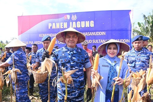 Dukung Ketahanan Pangan, Danlanud Sultan Hasanuddin Pimpin Panen Jagung Hibrida. [astakom / Puspen TNI]