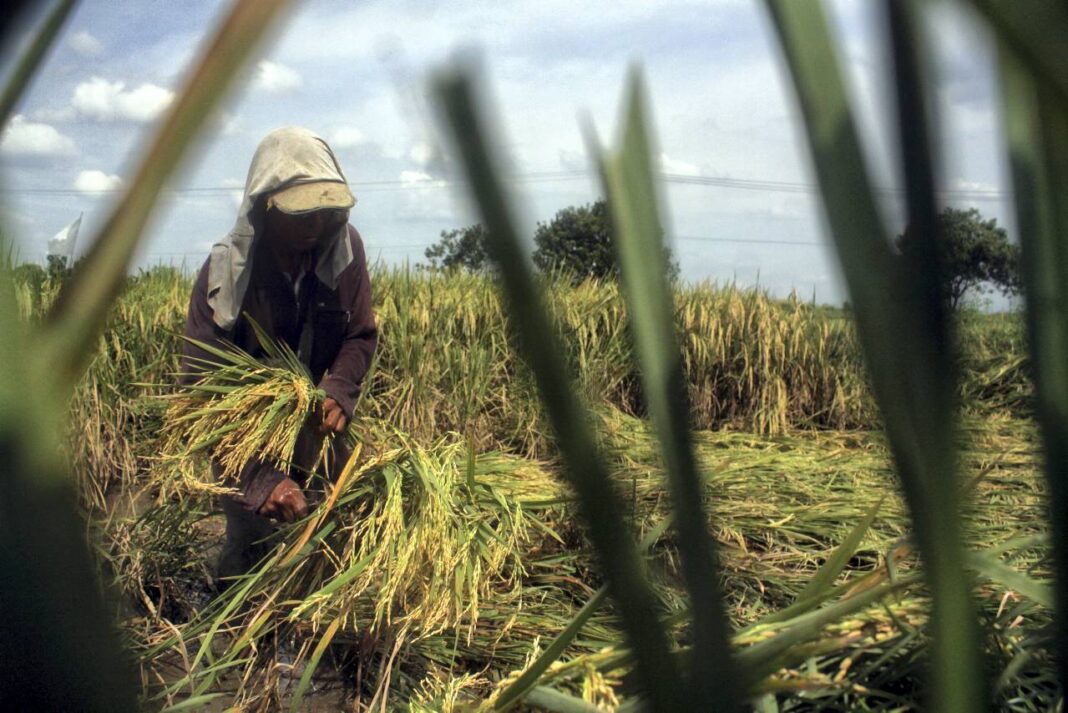 Petani memanen padi, di Desa Tanjung Selamat, Kabupaten Deli Serdang, Sumatera Utara, Jumat (26/9).