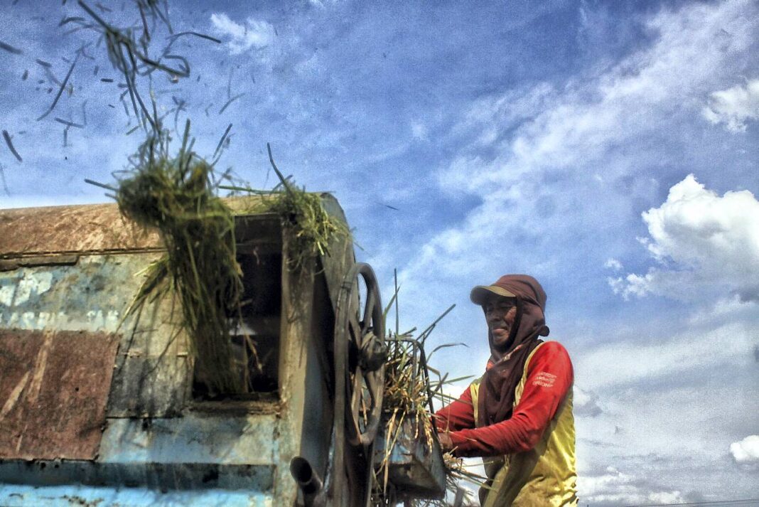 Petani memanen padi, di Desa Tanjung Selamat, Kabupaten Deli Serdang, Sumatera Utara, Jumat (26/9).