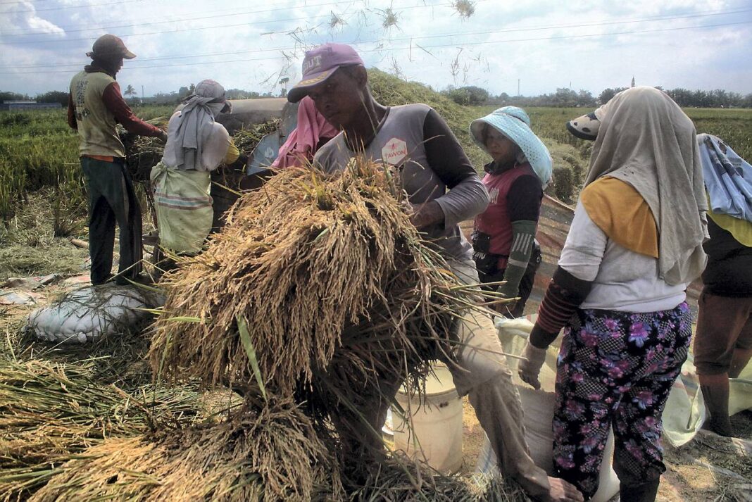 Petani memanen padi, di Desa Tanjung Selamat, Kabupaten Deli Serdang, Sumatera Utara, Jumat (26/9).