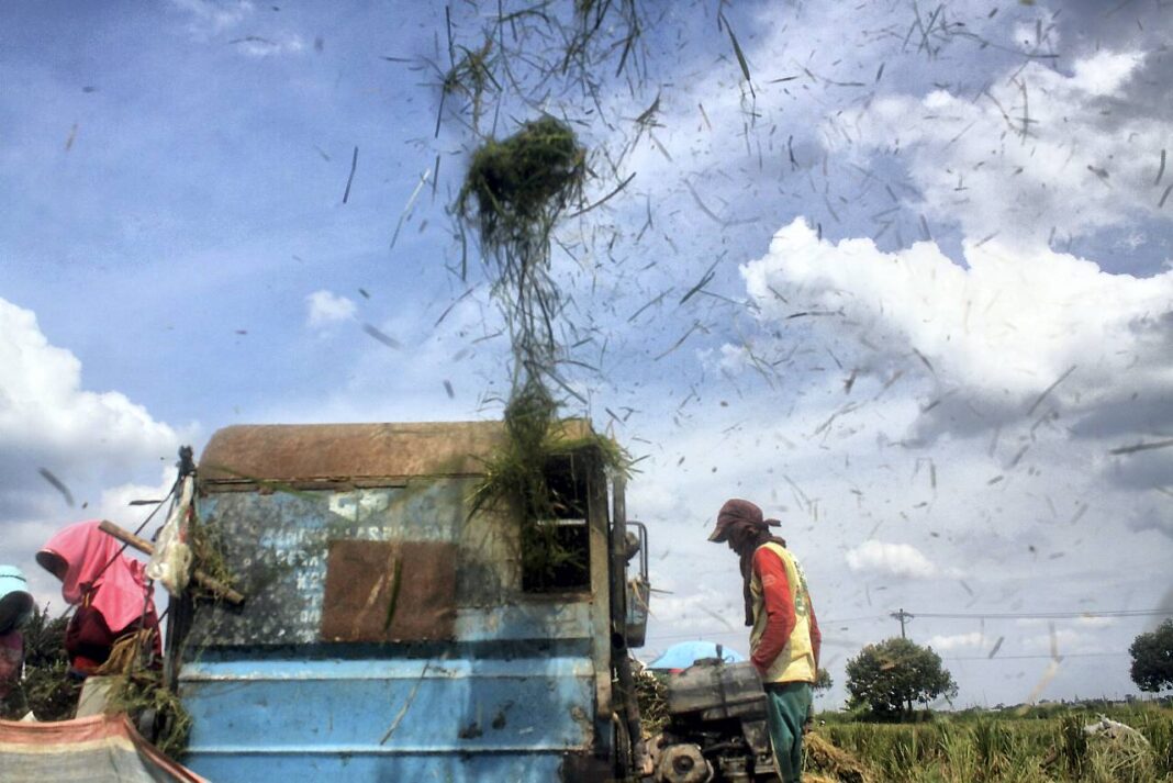 Petani memanen padi, di Desa Tanjung Selamat, Kabupaten Deli Serdang, Sumatera Utara, Jumat (26/9).