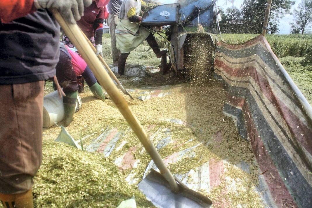 Petani memanen padi, di Desa Tanjung Selamat, Kabupaten Deli Serdang, Sumatera Utara, Jumat (26/9).
