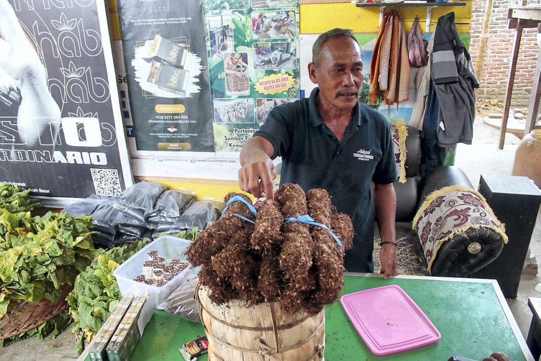 Petani tembakau, di Desa Lambeugak, Kecamatan Kuta Cot Glie, Aceh Besar, Kamis (25/9).