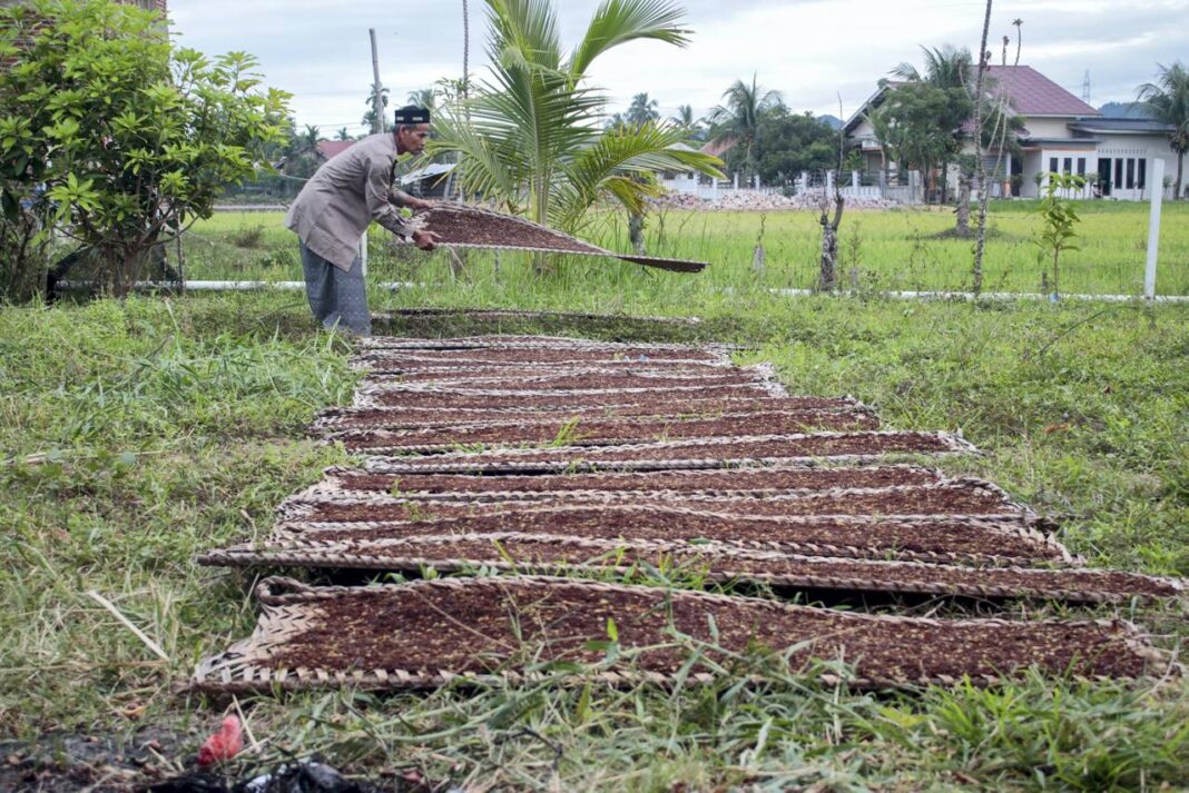 Petani tembakau, di Desa Lambeugak, Kecamatan Kuta Cot Glie, Aceh Besar, Kamis (25/9).