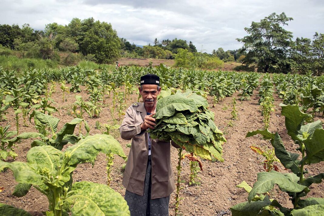 Petani tembakau, di Desa Lambeugak, Kecamatan Kuta Cot Glie, Aceh Besar, Kamis (25/9).