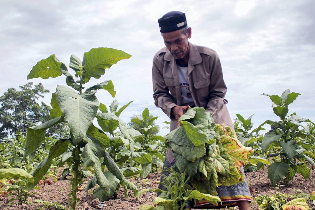 Petani tembakau, di Desa Lambeugak, Kecamatan Kuta Cot Glie, Aceh Besar, Kamis (25/9).