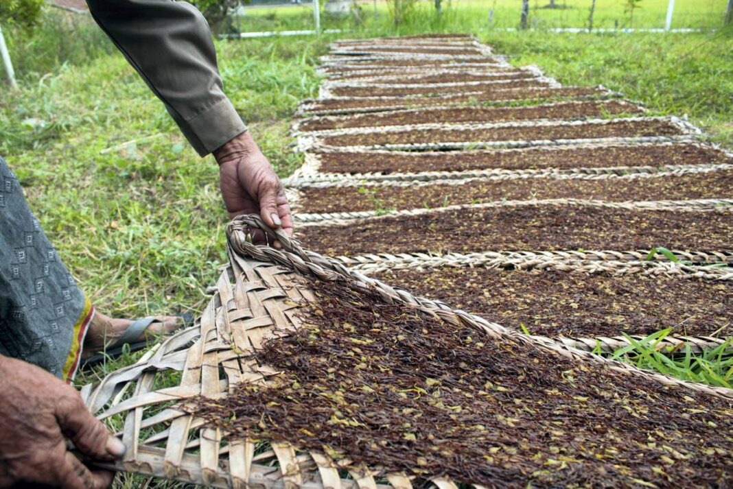 Petani tembakau, di Desa Lambeugak, Kecamatan Kuta Cot Glie, Aceh Besar, Kamis (25/9).