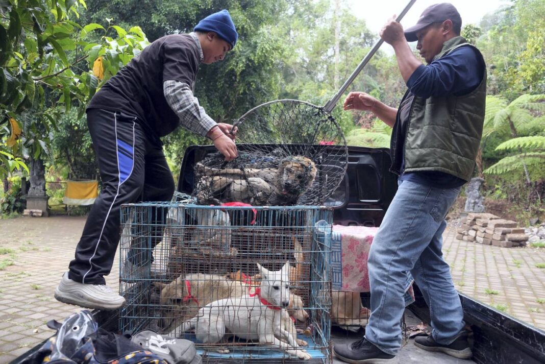Petugas menangkap sejumlah anjing liar untuk dievakuasi ke tempat penampungan di Pura Siwa, Desa Pujungan, Tabanan, Bali, Kamis (25/9).