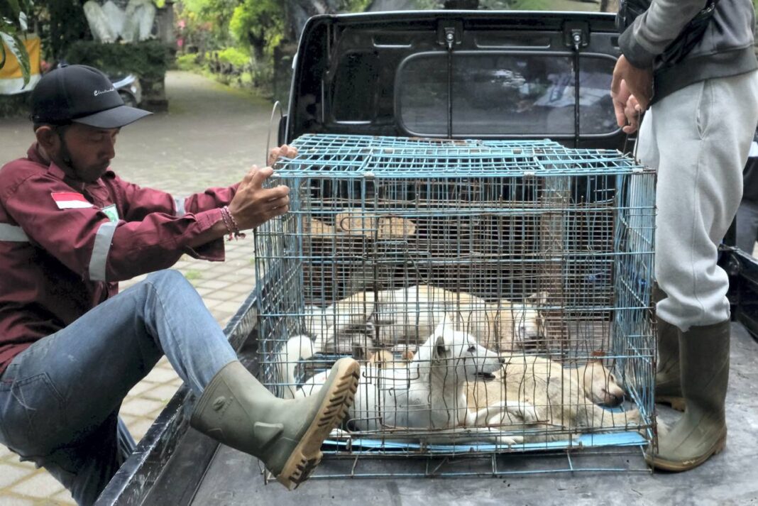 Petugas menangkap sejumlah anjing liar untuk dievakuasi ke tempat penampungan di Pura Siwa, Desa Pujungan, Tabanan, Bali, Kamis (25/9).