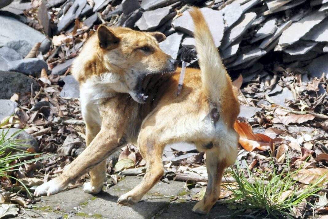 Petugas menangkap sejumlah anjing liar untuk dievakuasi ke tempat penampungan di Pura Siwa, Desa Pujungan, Tabanan, Bali, Kamis (25/9).