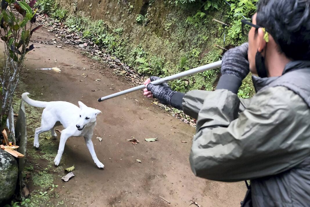 Petugas menangkap sejumlah anjing liar untuk dievakuasi ke tempat penampungan di Pura Siwa, Desa Pujungan, Tabanan, Bali, Kamis (25/9).