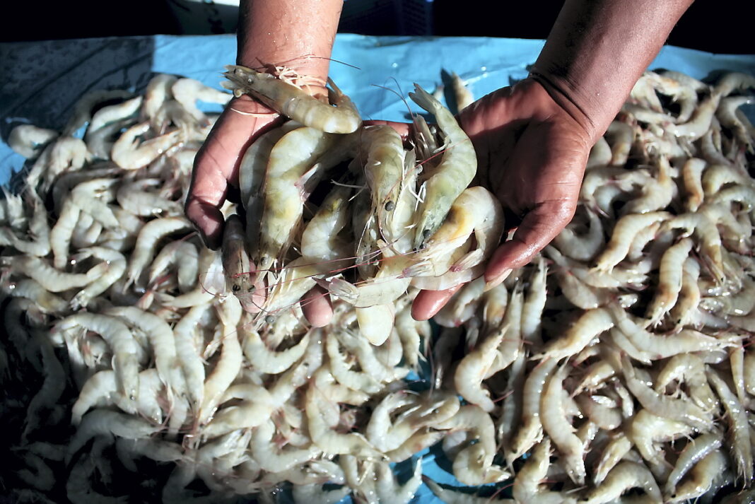 Pedagang dan petambak udang Vaname, di Tempat Pelelangan Ikan (TPI) Lampulo, Banda Aceh, Rabu (17/9).