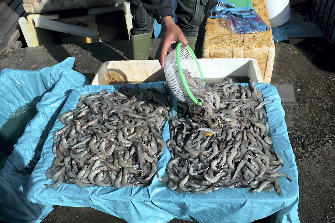 Pedagang dan petambak udang Vaname, di Tempat Pelelangan Ikan (TPI) Lampulo, Banda Aceh, Rabu (17/9).