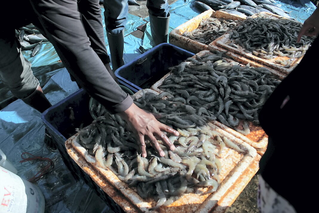 Pedagang dan petambak udang Vaname, di Tempat Pelelangan Ikan (TPI) Lampulo, Banda Aceh, Rabu (17/9).