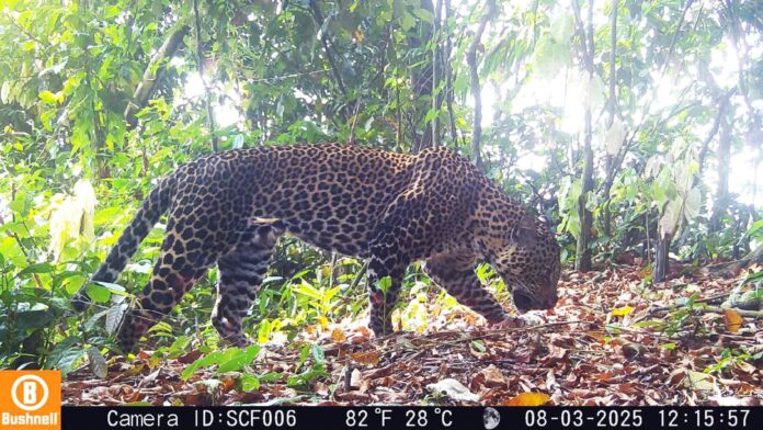 Macan Tutul jawa