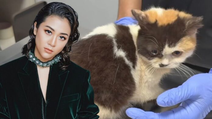 Sherina Munaf Rescue Kucing