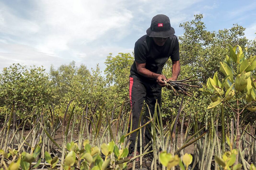 Tim Pengabdian Kepada Masyarakat Berbasis Produk Teknologi Tepat Guna (PKMBP-TTG) Fakultas Kelautan dan Perikanan (FKP) Universitas Syiah Kuala (USK) berkolaborasi dengan Kelompok Pemuda Peduli Mangrove Kutaraja (PEMANGKU) menciptakan inovasi lingkungan dengan mengolah propagul mangrove menjadi arang dan briket ramah lingkungan, Mangrove Park, Lampulo Banda Aceh, Jumat (3/10).