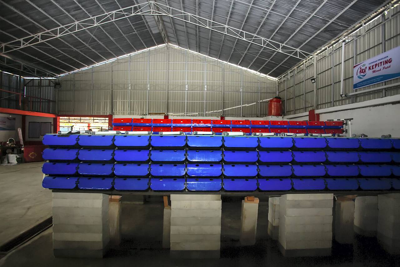 Anggota tim Koperasi Merah Putih memanen kepiting bakau menggunakan metode Recirculating Aquaculture System (RAS), di Siteba, Kelurahan Surau Gadang, Kecamatan Nanggalo, Kota Padang, Sumatera Barat, Senin (27/10).