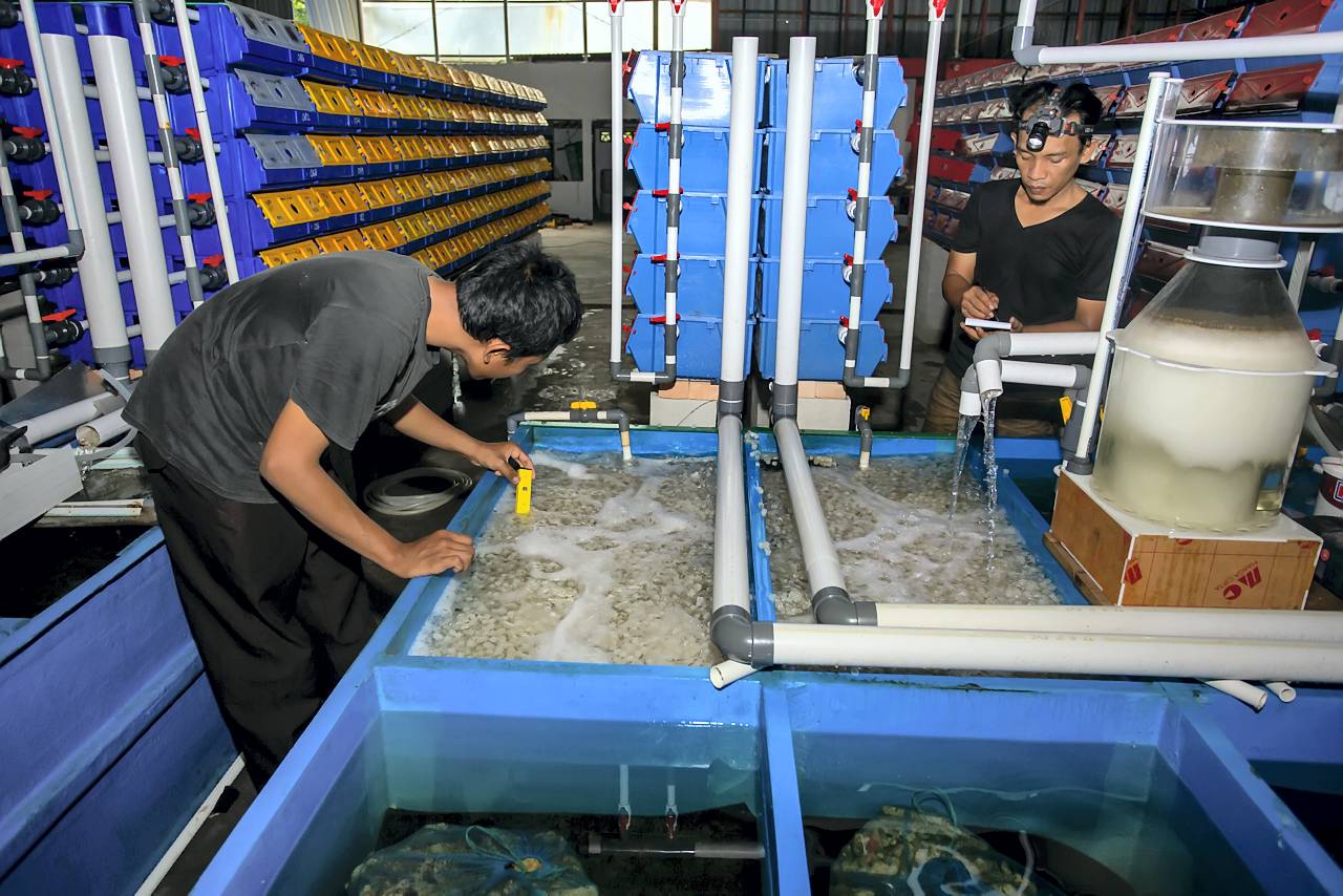 Anggota tim Koperasi Merah Putih memanen kepiting bakau menggunakan metode Recirculating Aquaculture System (RAS), di Siteba, Kelurahan Surau Gadang, Kecamatan Nanggalo, Kota Padang, Sumatera Barat, Senin (27/10).