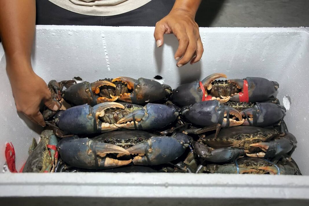 Anggota tim Koperasi Merah Putih memanen kepiting bakau menggunakan metode Recirculating Aquaculture System (RAS), di Siteba, Kelurahan Surau Gadang, Kecamatan Nanggalo, Kota Padang, Sumatera Barat, Senin (27/10).