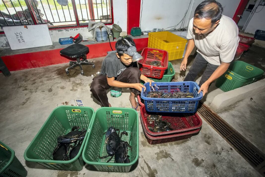 Anggota tim Koperasi Merah Putih memanen kepiting bakau menggunakan metode Recirculating Aquaculture System (RAS), di Siteba, Kelurahan Surau Gadang, Kecamatan Nanggalo, Kota Padang, Sumatera Barat, Senin (27/10).