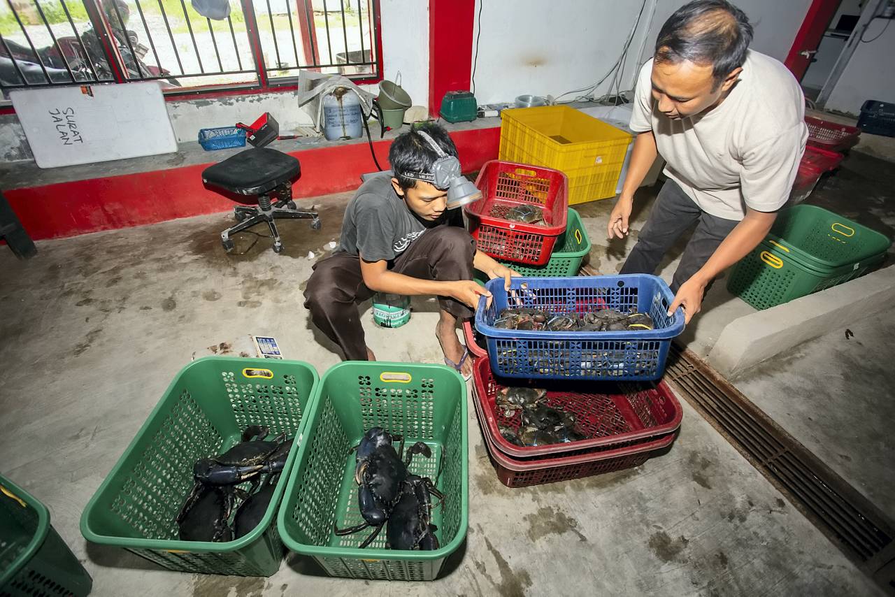 Anggota tim Koperasi Merah Putih memanen kepiting bakau menggunakan metode Recirculating Aquaculture System (RAS), di Siteba, Kelurahan Surau Gadang, Kecamatan Nanggalo, Kota Padang, Sumatera Barat, Senin (27/10).