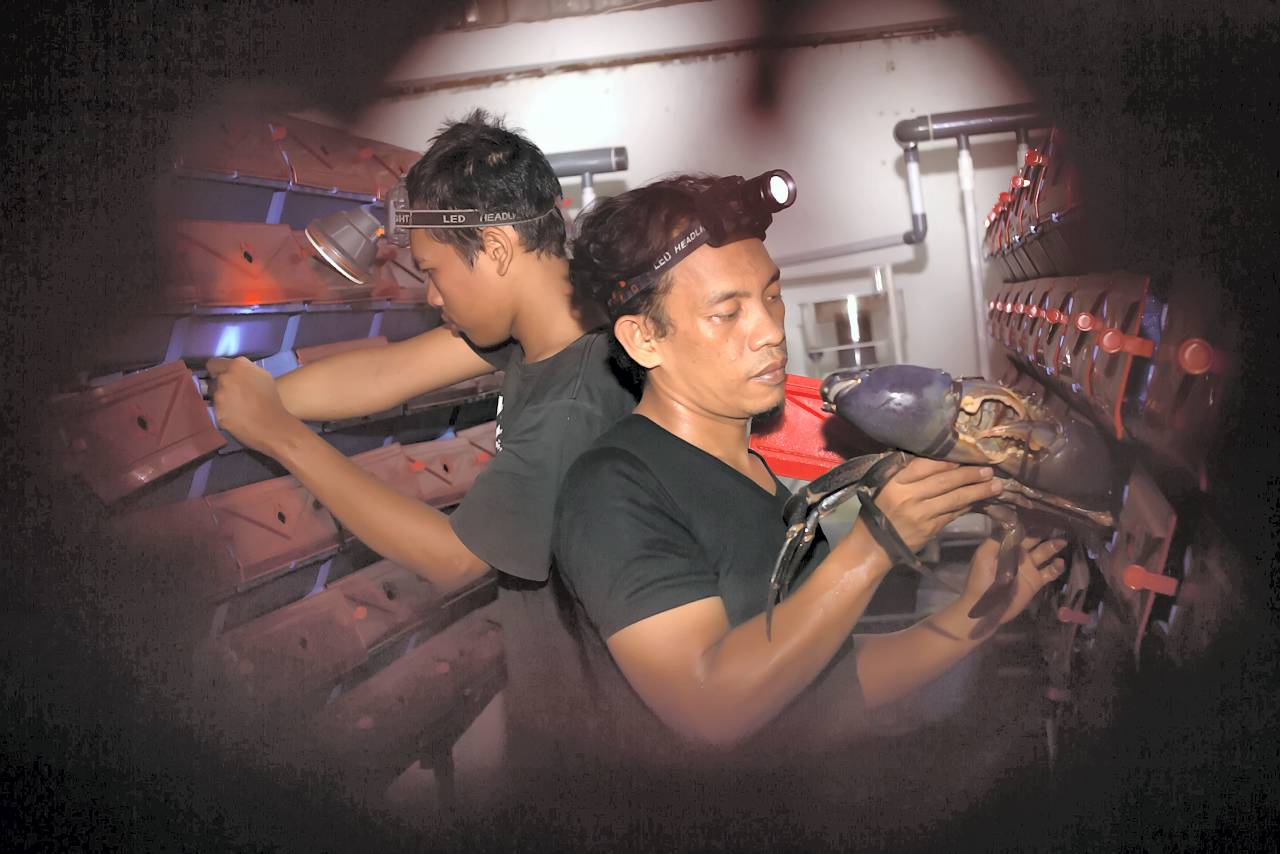 Anggota tim Koperasi Merah Putih memanen kepiting bakau menggunakan metode Recirculating Aquaculture System (RAS), di Siteba, Kelurahan Surau Gadang, Kecamatan Nanggalo, Kota Padang, Sumatera Barat, Senin (27/10).