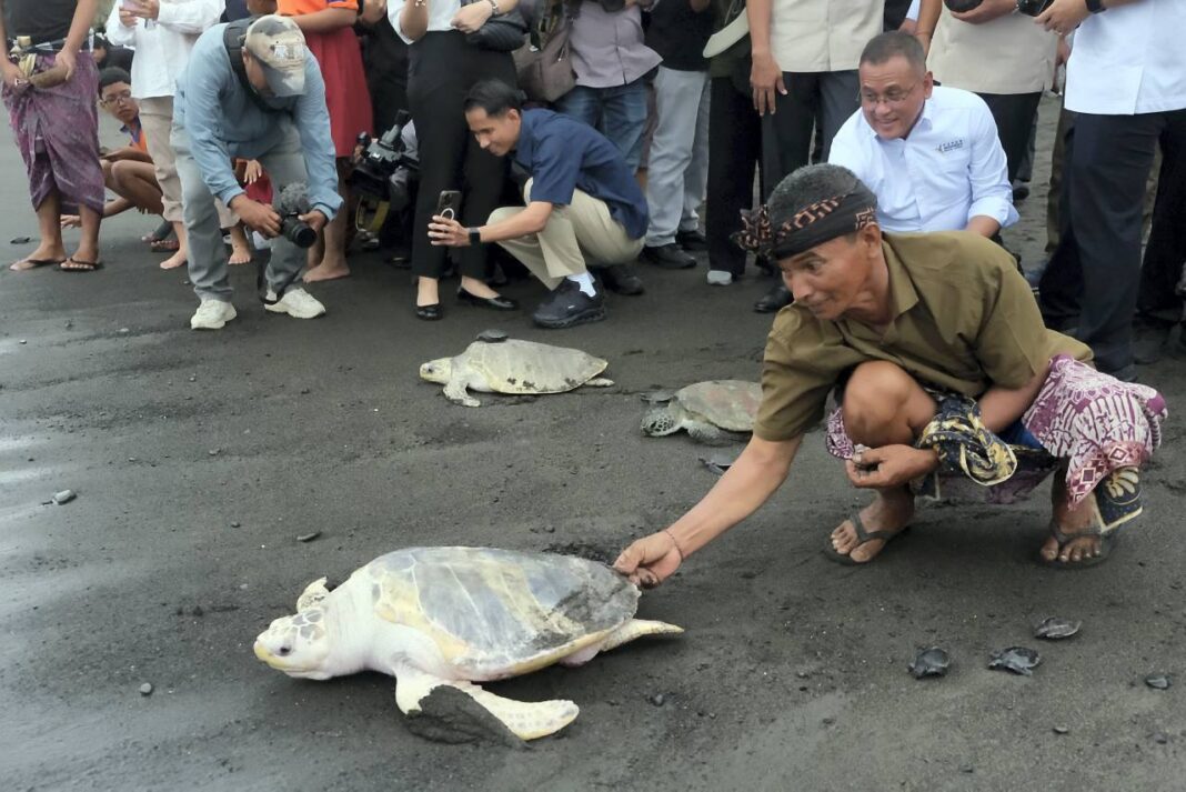 Pelepasliaran Penyu, di Pantai Saba, Gianyar, Bali, Senin (27/10).