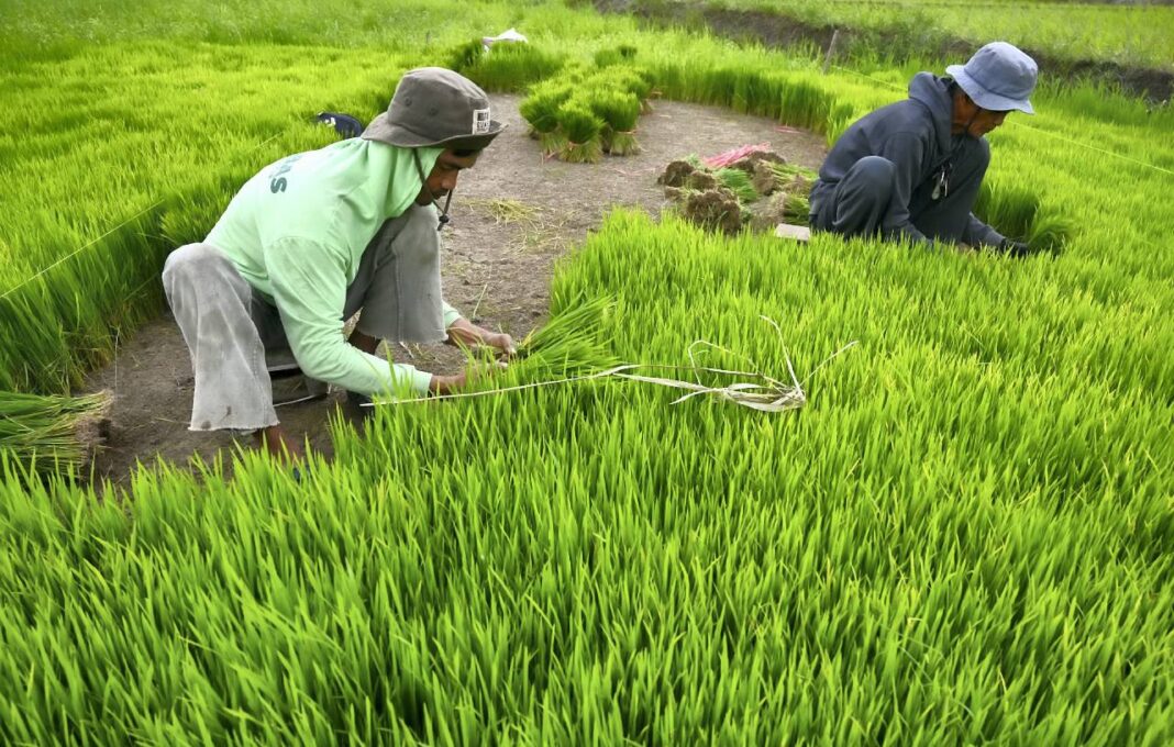 Petani mencabut bibit tanaman padi dari persemaian, di Desa Sidondo, Kabupaten Sigi, Sulawesi Tengah, Rabu (29/10).