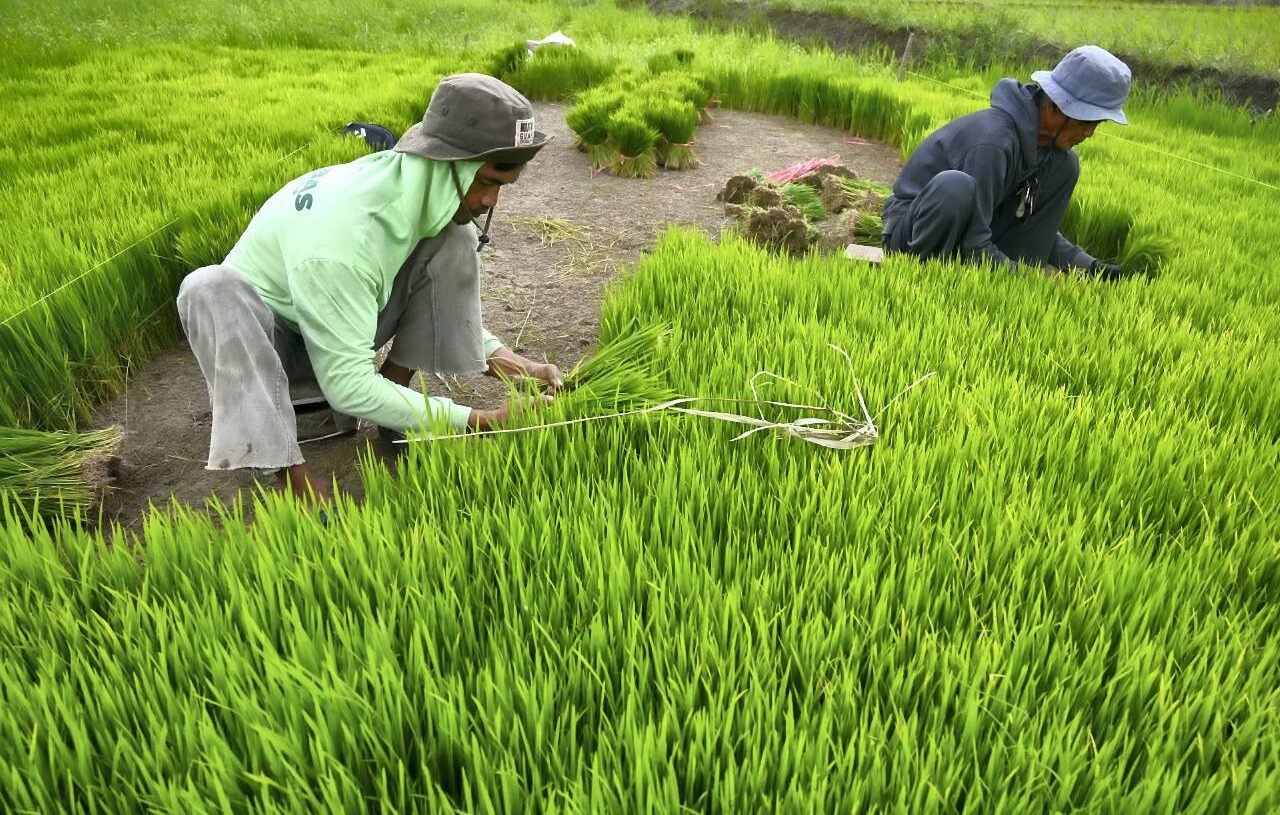 Petani mencabut bibit tanaman padi dari persemaian, di Desa Sidondo, Kabupaten Sigi, Sulawesi Tengah, Rabu (29/10).