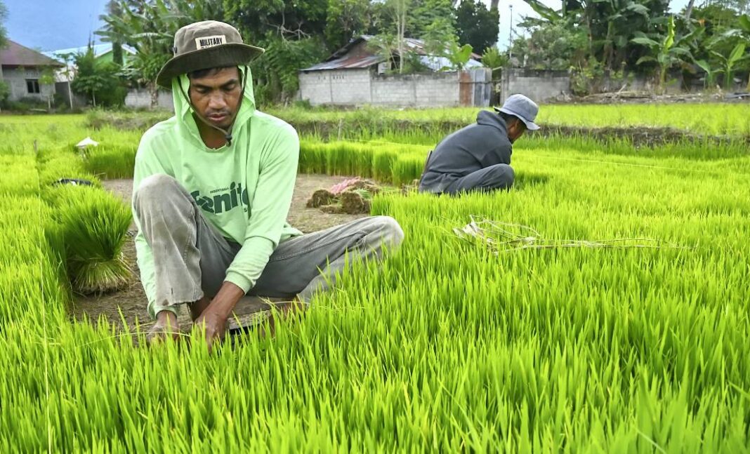 Petani mencabut bibit tanaman padi dari persemaian, di Desa Sidondo, Kabupaten Sigi, Sulawesi Tengah, Rabu (29/10).