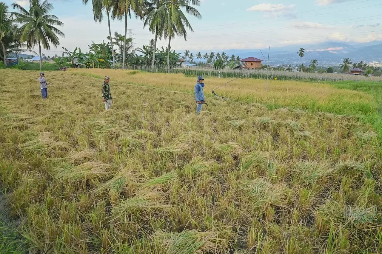 Petani memanen padi Desa Porame Sigi target produksi Sulawesi Tengah.