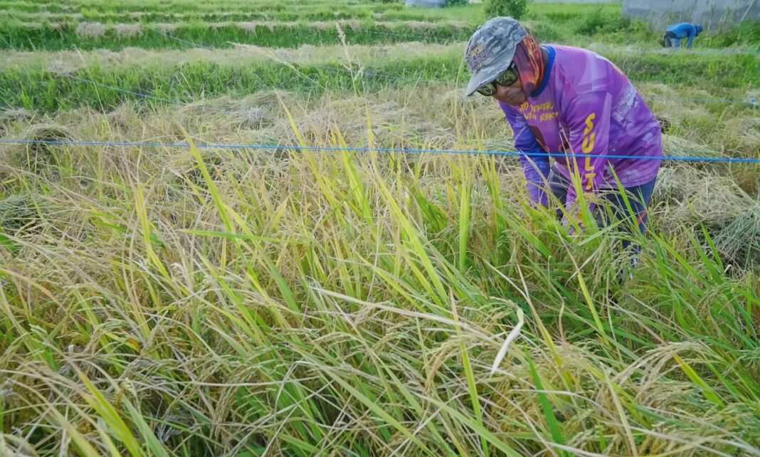 Petani memanen padi Desa Porame Sigi target produksi Sulawesi Tengah.