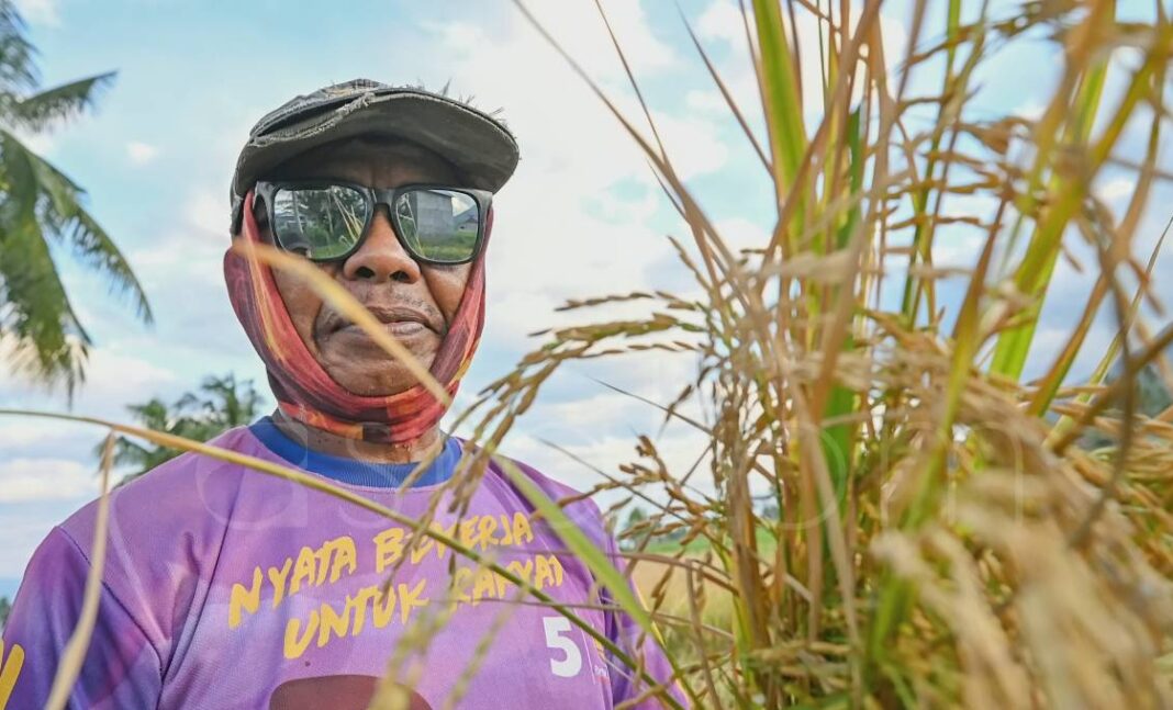 Petani memanen padi Desa Porame Sigi target produksi Sulawesi Tengah.