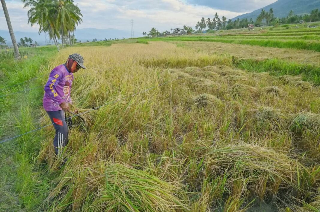 Petani memanen padi Desa Porame Sigi target produksi Sulawesi Tengah.
