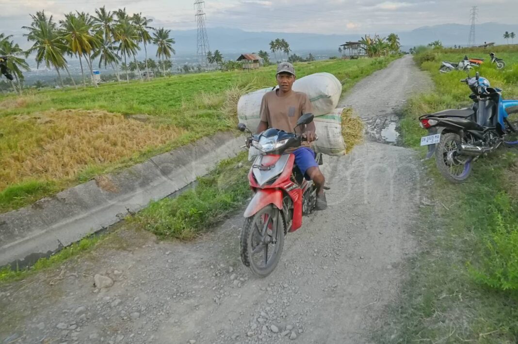 Petani memanen padi Desa Porame Sigi target produksi Sulawesi Tengah.