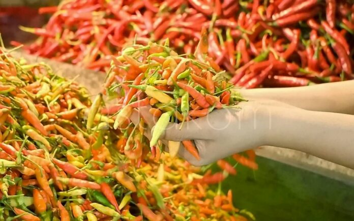 Harga cabai naik